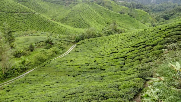 Tea plantation in Malaysia — Stock Photo, Image