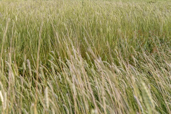 Coastal wetland vegetation — Stock Photo, Image