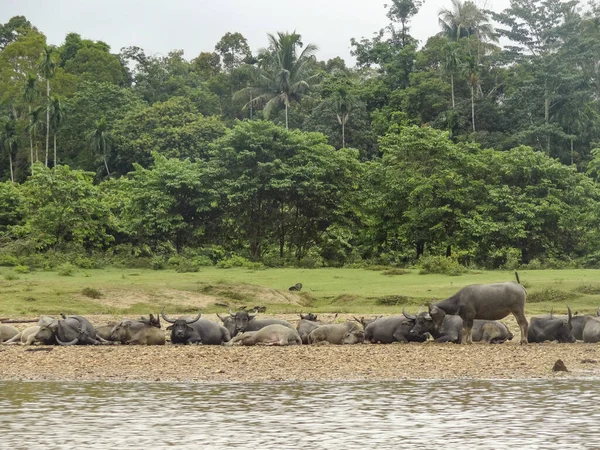 Cerca de Taman Negara en Malasia — Foto de Stock