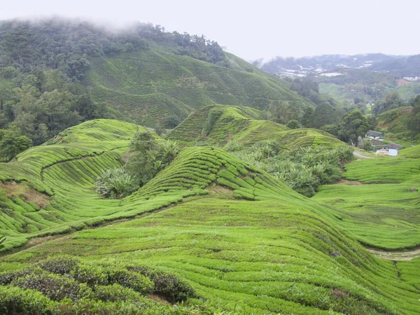 Tea plantation in Malaysia — Stock Photo, Image