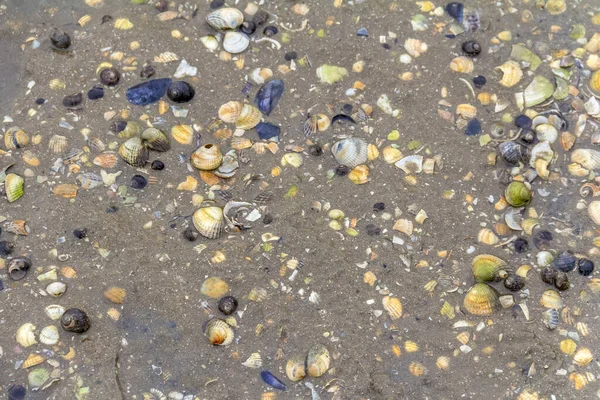 Seashells on a beach — Stock Photo, Image