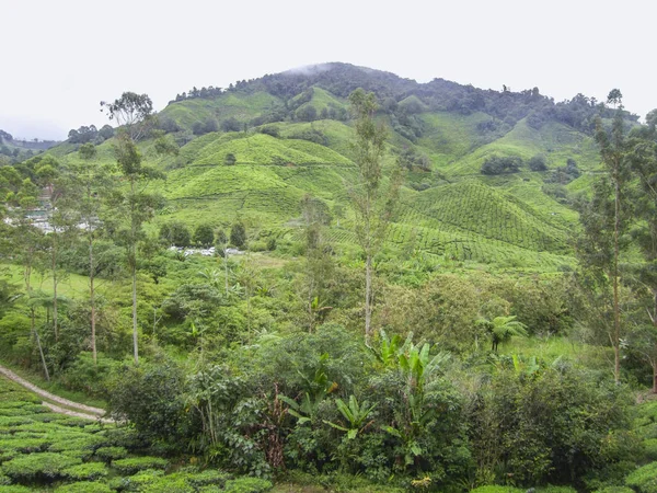 Чайная плантация Малайзии — стоковое фото