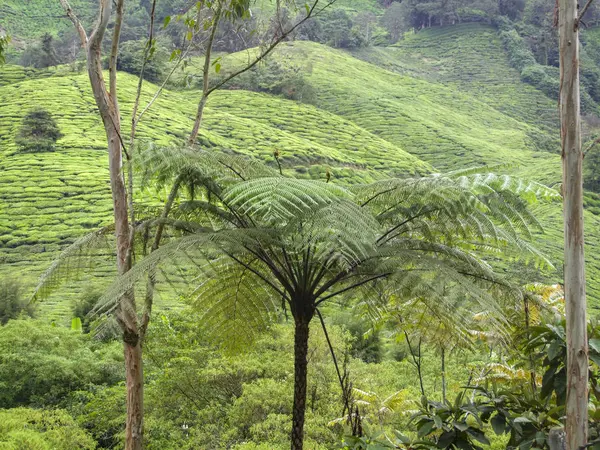 Plantación de té en Malasia —  Fotos de Stock