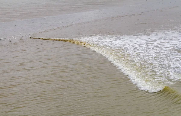 Riparian bow wave — Stock Photo, Image