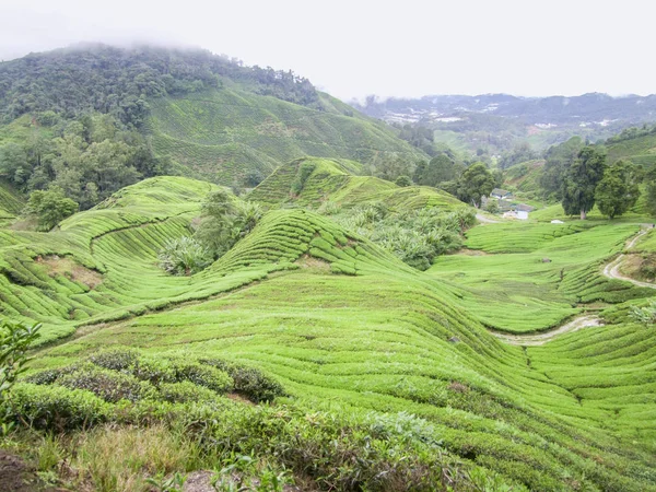 Чайна плантація в Малайзії — стокове фото