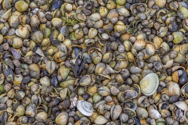 Varias conchas marinas primer plano —  Fotos de Stock