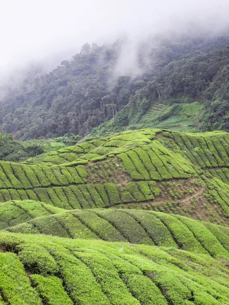 Plantación de té en Malasia —  Fotos de Stock