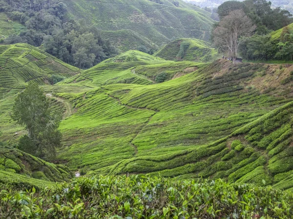 Tea plantation in Malaysia — Stock Photo, Image