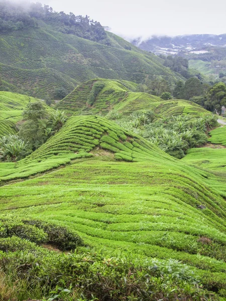 Theeplantage in Maleisië — Stockfoto