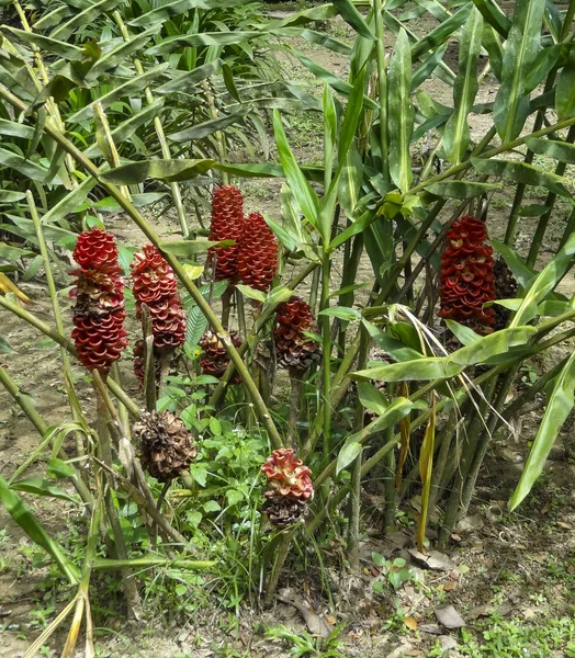 马来西亚Taman Negara附近 — 图库照片