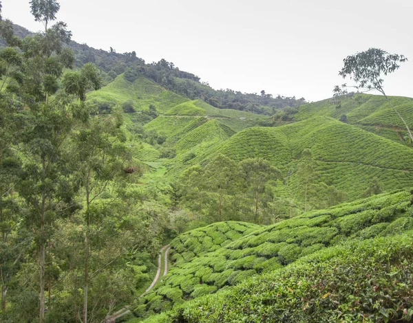 Tea plantation in Malaysia — Stock Photo, Image