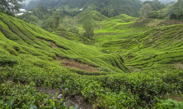 Tea plantation in Malaysia — Stock Photo, Image