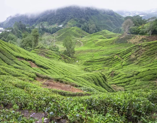 Чайна плантація в Малайзії — стокове фото