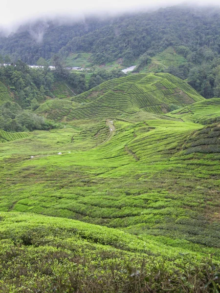 Plantação de chá em Malásia — Fotografia de Stock