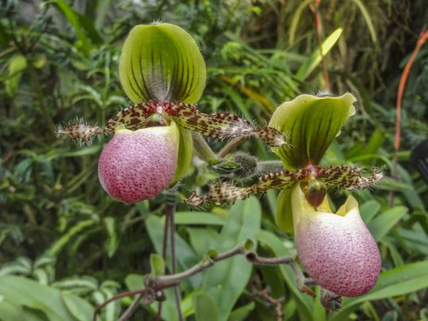 Orchidee kwiaty w Singapur — Zdjęcie stockowe