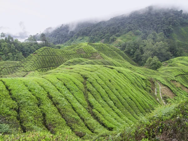 Plantación de té en Malasia —  Fotos de Stock