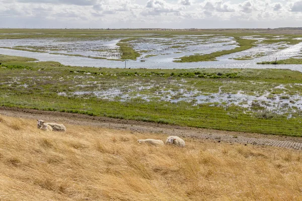 Spiekeroog in Oost-Friesland — Stockfoto