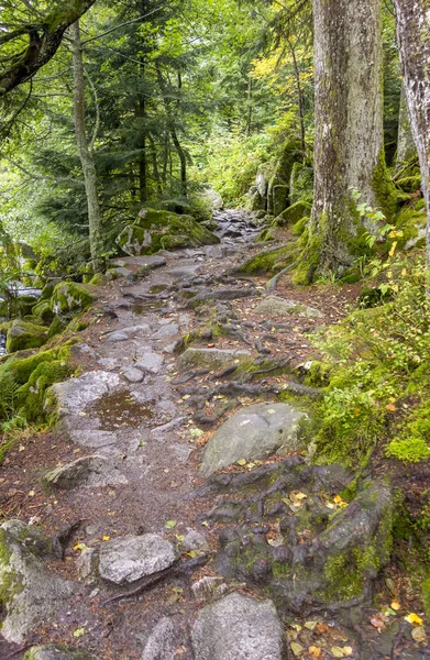 Idyllischer Wanderweg Gerardmer Frankreich Eine Gemeinde Den Vogesen Grand Est — Stockfoto