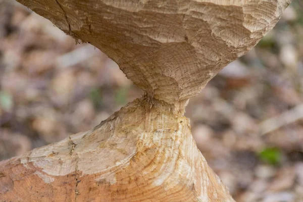 Detalle Disparo Tronco Árbol Roído Mady Por Castor Visto Sur —  Fotos de Stock