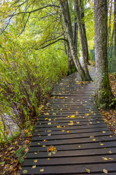 Ειδυλλιακό Μονοπάτι Γύρω Από Gerardmer Στη Γαλλία Κοινότητα Στο Διαμέρισμα — Φωτογραφία Αρχείου