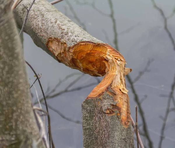 Afgebeten Boomstam Mady Door Een Bever Gezien Zuid Duitsland — Stockfoto