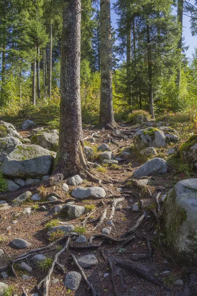 Erdő Táj Vologne Folyó Körül Gerardmer Közelében Vogézek Hegységben — Stock Fotó