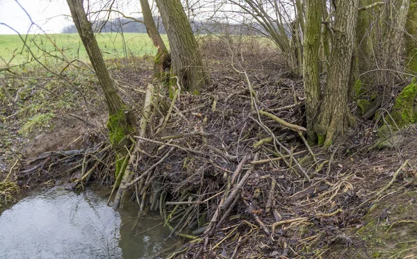 南ドイツで見られるキャスターによるビーバーダムなどの湿地景観 — ストック写真