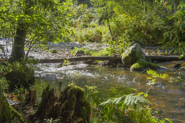 Paesaggio Forestale Intorno Fiume Vologne Vicino Gerardmer Nelle Montagne Dei — Foto Stock