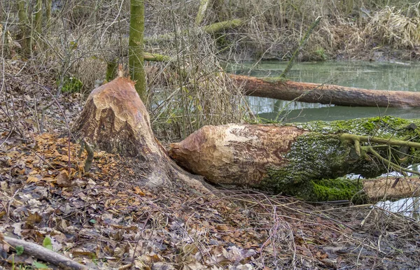 Ροκανισμένο Κορμό Δέντρου Από Ένα Κάστορα Δει Στη Νότια Γερμανία — Φωτογραφία Αρχείου