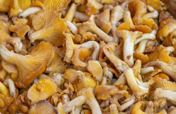 Full Frame Chantarelle Mushrooms Background — Stock Photo, Image