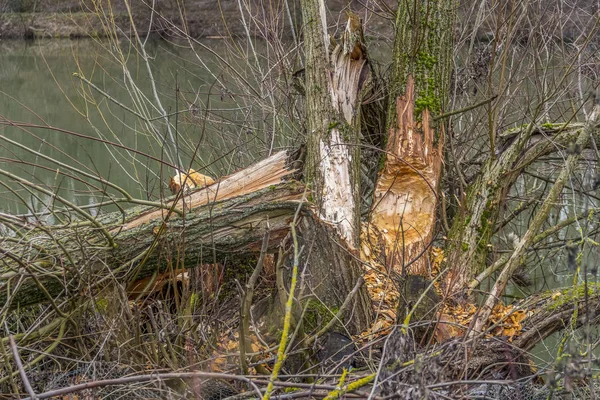 Arrancado Árvore Tronco Mady Por Castor Visto Sul Alemanha — Fotografia de Stock