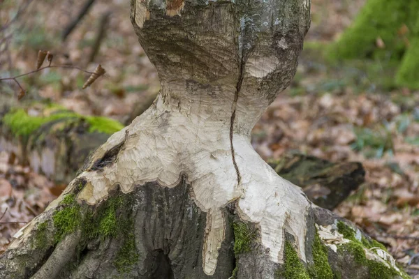ドイツ南部で見たビーバーの木の幹を無視して — ストック写真