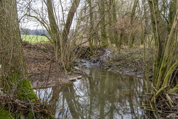 南ドイツで見られるキャスターによるビーバーダムなどの湿地景観 — ストック写真