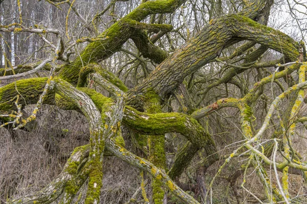 Starý Strom Spoustou Větví Větví Zimě Vidět Jižním Německu — Stock fotografie