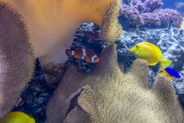 Farbenfrohe Korallenrifflandschaft Mit Vielen Verschiedenen Korallen Seeanemonen Und Fischen — Stockfoto