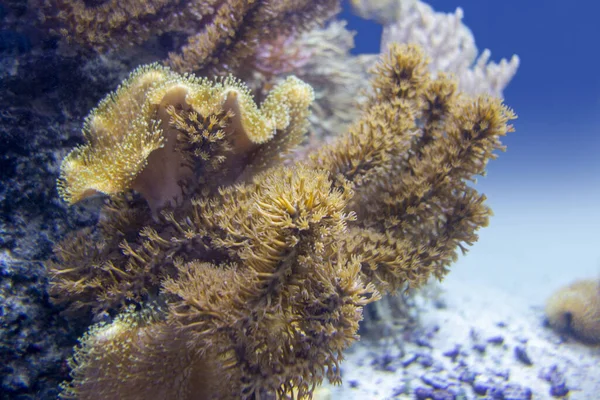 Décor Coloré Récifs Coralliens Avec Beaucoup Différents Coraux Anémones Mer — Photo
