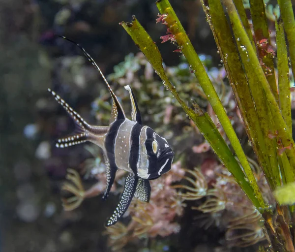 Undervattensmiljö Som Visar Banggai Kardinalfisk Naturlig Atmosfär — Stockfoto