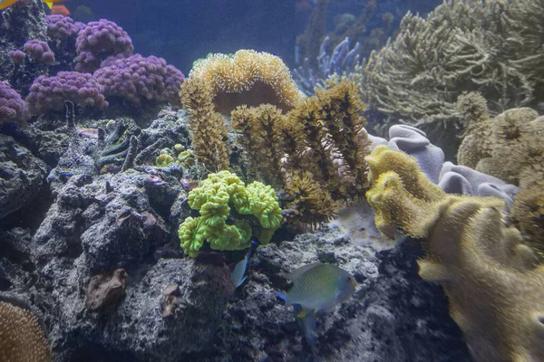 Colorido Paisaje Arrecife Coral Con Muchos Corales Diferentes Anémonas Mar — Foto de Stock