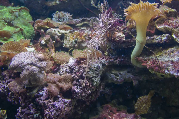 Colorido Paisaje Arrecife Coral Con Muchos Corales Diferentes Anémonas Mar — Foto de Stock