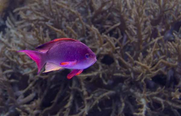 Підводні Пейзажі Показують Фіолетову Коралову Рибу Природній Атмосфері — стокове фото