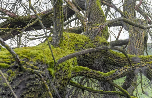 Oude Boom Met Veel Takken Takken Winter Gezien Zuid Duitsland — Stockfoto