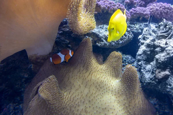 Kolorowe Krajobrazy Rafy Koralowej Dużą Ilością Różnych Korali Ukwiałów Morskich — Zdjęcie stockowe