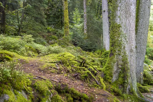 Idilli Táj Körül Gerardmer Franciaországban Egy Kommuna Vosges Megyében Grand — Stock Fotó