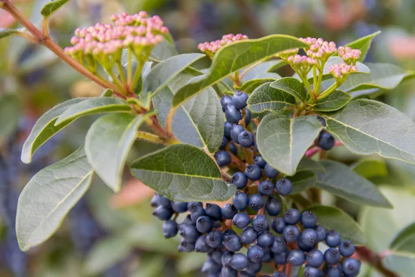 Gros Plan Buisson Aux Baies Bleues — Photo