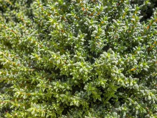 Bir Sürü Küçük Sulu Yaprağı Gösteren Tam Çerçeve Arkaplanı — Stok fotoğraf
