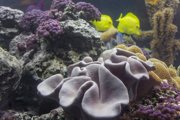 Farbenfrohe Korallenrifflandschaft Mit Vielen Verschiedenen Korallen Seeanemonen Und Fischen — Stockfoto