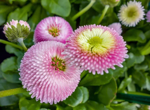 Primo Piano Alcuni Fiori Rosa Margherita — Foto Stock