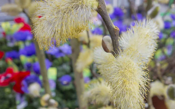 Full Frame Pussy Willow Catkins Front Colorful Flowers — Stok fotoğraf