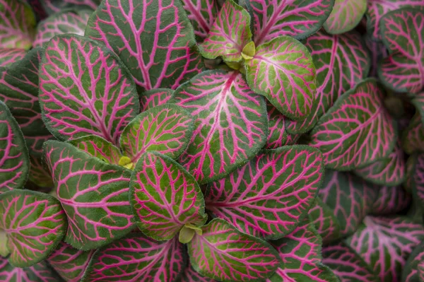 Full Frame Fittonia Leaves Closeup — Stock Photo, Image