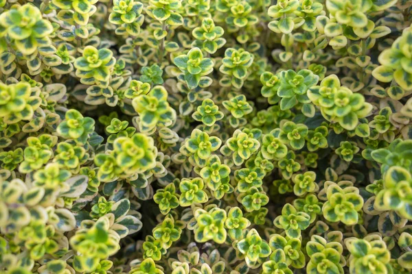 Plein Cadre Arrière Plan Montrant Beaucoup Petites Feuilles Succulentes — Photo